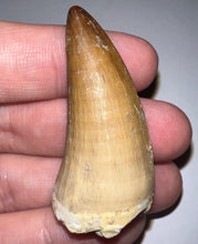 Load image into Gallery viewer, Large Mosasaurus Mosasaur Tooth 1.83 Inches! Dinosaur Era Marine Reptile! No Repair!