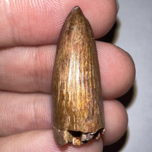 Load image into Gallery viewer, Phytosaur Huge Pathological Fossil Tooth 1.15 Inches! Fantastic Serrations! Triassic Aquatic Reptile!