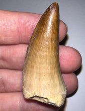 Load image into Gallery viewer, Large Mosasaurus Mosasaur Tooth 1.83 Inches! Dinosaur Era Marine Reptile! No Repair!