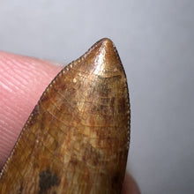 Load image into Gallery viewer, Phytosaur Huge Pathological Fossil Tooth 1.15 Inches! Fantastic Serrations! Triassic Aquatic Reptile!