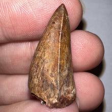 Load image into Gallery viewer, Phytosaur Huge Pathological Fossil Tooth 1.15 Inches! Fantastic Serrations! Triassic Aquatic Reptile!