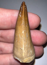 Load image into Gallery viewer, Large Mosasaurus Mosasaur Tooth 1.83 Inches! Dinosaur Era Marine Reptile! No Repair!