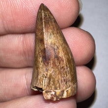 Load image into Gallery viewer, Phytosaur Huge Pathological Fossil Tooth 1.15 Inches! Fantastic Serrations! Triassic Aquatic Reptile!