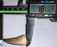 Load image into Gallery viewer, Large Mosasaurus Mosasaur Tooth 1.83 Inches! Dinosaur Era Marine Reptile! No Repair!