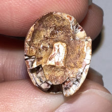 Load image into Gallery viewer, Phytosaur Huge Pathological Fossil Tooth 1.15 Inches! Fantastic Serrations! Triassic Aquatic Reptile!