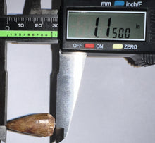 Load image into Gallery viewer, Phytosaur Huge Pathological Fossil Tooth 1.15 Inches! Fantastic Serrations! Triassic Aquatic Reptile!