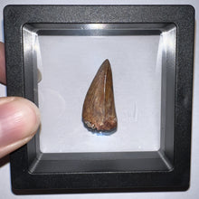 Load image into Gallery viewer, Phytosaur Huge Pathological Fossil Tooth 1.15 Inches! Fantastic Serrations! Triassic Aquatic Reptile!