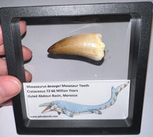 Load image into Gallery viewer, Large Mosasaurus Mosasaur Tooth 1.83 Inches! Dinosaur Era Marine Reptile! No Repair!