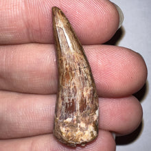 Load image into Gallery viewer, Phytosaur Huge Fossil Tooth 1.4 Inches! Triassic Aquatic Reptile!