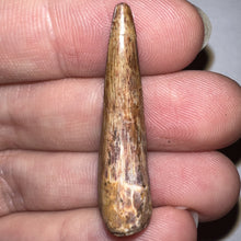 Load image into Gallery viewer, Phytosaur Huge Fossil Tooth 1.4 Inches! Triassic Aquatic Reptile!