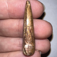 Load image into Gallery viewer, Phytosaur Huge Fossil Tooth 1.4 Inches! Triassic Aquatic Reptile!
