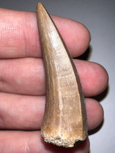 Load image into Gallery viewer, Large Mosasaurus Mosasaur Tooth 1.95 Inches! Dinosaur Era Marine Reptile! No Repair!