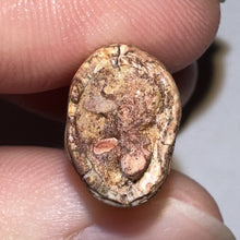 Load image into Gallery viewer, Phytosaur Huge Fossil Tooth 1.4 Inches! Triassic Aquatic Reptile!