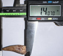 Load image into Gallery viewer, Phytosaur Huge Fossil Tooth 1.4 Inches! Triassic Aquatic Reptile!