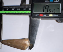 Load image into Gallery viewer, Large Mosasaurus Mosasaur Tooth 1.95 Inches! Dinosaur Era Marine Reptile! No Repair!