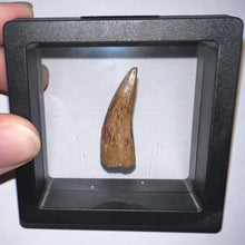 Load image into Gallery viewer, Phytosaur Huge Fossil Tooth 1.4 Inches! Triassic Aquatic Reptile!