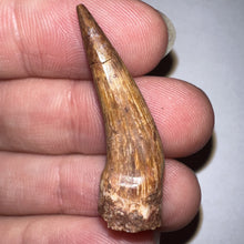 Load image into Gallery viewer, Phytosaur Huge Fossil Tooth 1.43 Inches! Triassic Aquatic Reptile!