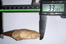 Load image into Gallery viewer, Large Thalassotitan Mosasaur Tooth 3.3 Inches! Dinosaur Era Marine Reptile!