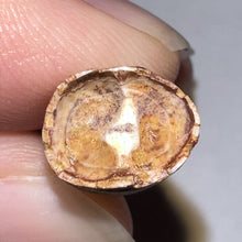 Load image into Gallery viewer, Phytosaur Huge Fossil Tooth 1.43 Inches! Triassic Aquatic Reptile!