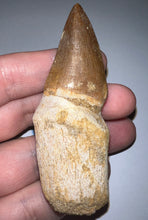 Load image into Gallery viewer, Large Thalassotitan Mosasaur Tooth 3.03 Inches! Dinosaur Era Marine Reptile!