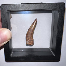Load image into Gallery viewer, Phytosaur Huge Fossil Tooth 1.43 Inches! Triassic Aquatic Reptile!