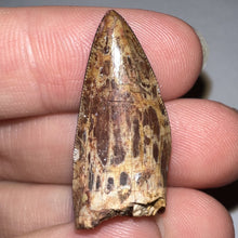 Load image into Gallery viewer, Phytosaur Huge Fossil Tooth 1.19 Inches! Fantastic Serrations! Triassic Aquatic Reptile!