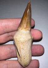 Load image into Gallery viewer, Large Thalassotitan Mosasaur Tooth 3.03 Inches! Dinosaur Era Marine Reptile!