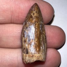 Load image into Gallery viewer, Phytosaur Huge Fossil Tooth 1.19 Inches! Fantastic Serrations! Triassic Aquatic Reptile!