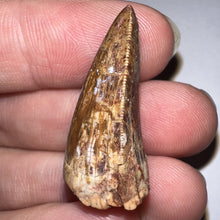 Load image into Gallery viewer, Phytosaur Huge Fossil Tooth 1.19 Inches! Fantastic Serrations! Triassic Aquatic Reptile!