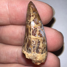 Load image into Gallery viewer, Phytosaur Huge Fossil Tooth 1.19 Inches! Fantastic Serrations! Triassic Aquatic Reptile!