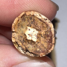 Load image into Gallery viewer, Phytosaur Huge Fossil Tooth 1.19 Inches! Fantastic Serrations! Triassic Aquatic Reptile!