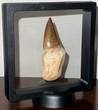 Load image into Gallery viewer, Large Thalassotitan Mosasaur Tooth 3.03 Inches! Dinosaur Era Marine Reptile!