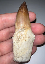 Load image into Gallery viewer, HUGE Eremiasaurus Mosasaur Tooth 3.07 Inches! Dinosaur Era Marine Reptile! No Repair!