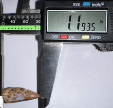 Load image into Gallery viewer, Phytosaur Huge Fossil Tooth 1.19 Inches! Fantastic Serrations! Triassic Aquatic Reptile!