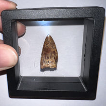 Load image into Gallery viewer, Phytosaur Huge Fossil Tooth 1.19 Inches! Fantastic Serrations! Triassic Aquatic Reptile!