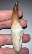 Load image into Gallery viewer, HUGE Eremiasaurus Mosasaur Tooth 3.07 Inches! Dinosaur Era Marine Reptile! No Repair!