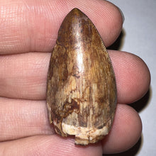 Load image into Gallery viewer, Phytosaur Huge Fossil Tooth 1.21 Inches! Fantastic Serrations! Triassic Aquatic Reptile!