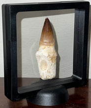 Load image into Gallery viewer, HUGE Eremiasaurus Mosasaur Tooth 3.07 Inches! Dinosaur Era Marine Reptile! No Repair!