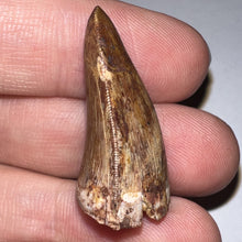 Load image into Gallery viewer, Phytosaur Huge Fossil Tooth 1.21 Inches! Fantastic Serrations! Triassic Aquatic Reptile!