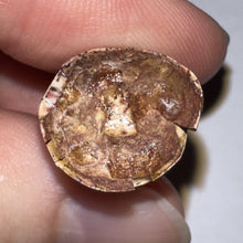 Load image into Gallery viewer, Phytosaur Huge Fossil Tooth 1.21 Inches! Fantastic Serrations! Triassic Aquatic Reptile!