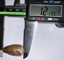 Load image into Gallery viewer, Phytosaur Huge Fossil Tooth 1.21 Inches! Fantastic Serrations! Triassic Aquatic Reptile!