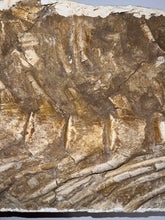 Load image into Gallery viewer, SUPER RARE Natural Articulated Mosasaur Tail Vertebrae in Original Matrix 6.5 Vertebrae! 8.8 Inches! Dinosaur Era Marine Reptile!