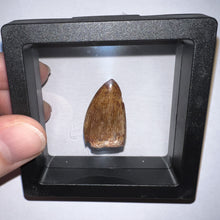 Load image into Gallery viewer, Phytosaur Huge Fossil Tooth 1.21 Inches! Fantastic Serrations! Triassic Aquatic Reptile!