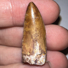 Load image into Gallery viewer, Phytosaur Huge Fossil Tooth 1.23 Inches! Fantastic Serrations! Triassic Aquatic Reptile!