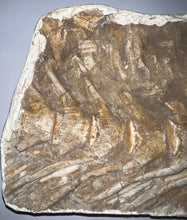Load image into Gallery viewer, SUPER RARE Natural Articulated Mosasaur Tail Vertebrae in Original Matrix 6.5 Vertebrae! 8.8 Inches! Dinosaur Era Marine Reptile!