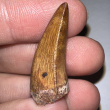 Load image into Gallery viewer, Phytosaur Huge Fossil Tooth 1.23 Inches! Fantastic Serrations! Triassic Aquatic Reptile!