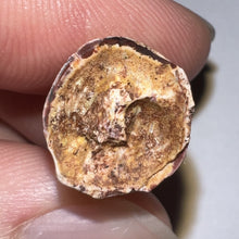 Load image into Gallery viewer, Phytosaur Huge Fossil Tooth 1.23 Inches! Fantastic Serrations! Triassic Aquatic Reptile!