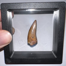 Load image into Gallery viewer, Phytosaur Huge Fossil Tooth 1.23 Inches! Fantastic Serrations! Triassic Aquatic Reptile!