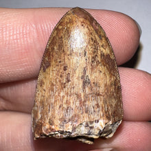 Load image into Gallery viewer, Phytosaur Huge Fossil Tooth 1.26 Inches! Fantastic Serrations! Triassic Aquatic Reptile!