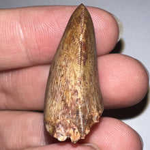 Load image into Gallery viewer, Phytosaur Huge Fossil Tooth 1.26 Inches! Fantastic Serrations! Triassic Aquatic Reptile!